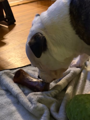 Customer's white and black dog chewing on a Smoked Beef Marrow Bone on a grey blanket.