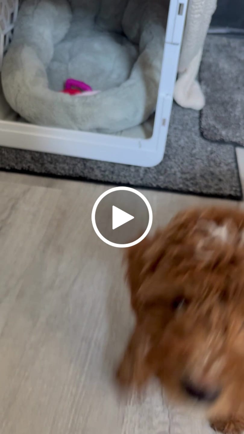 Customer video review of Accessory Bundle