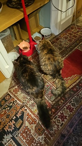 Customer photo review of 3 Month Supply - 2 Cats