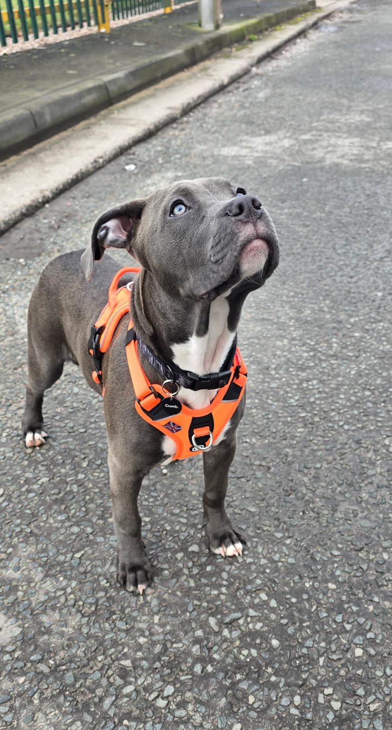 Customer photo review of Anti Pull Hurricane Harness Lighter | With Handle - Orange