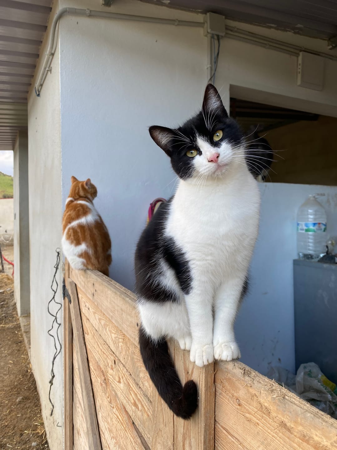 Customer photo review of Cat Adult