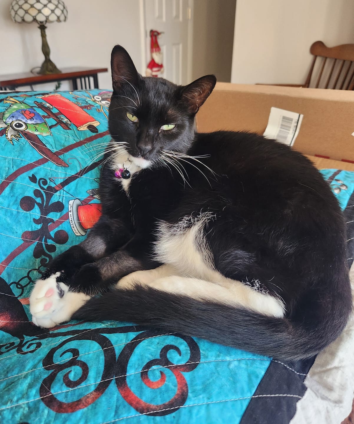 Customer photo review of Daily Cat Probiotic