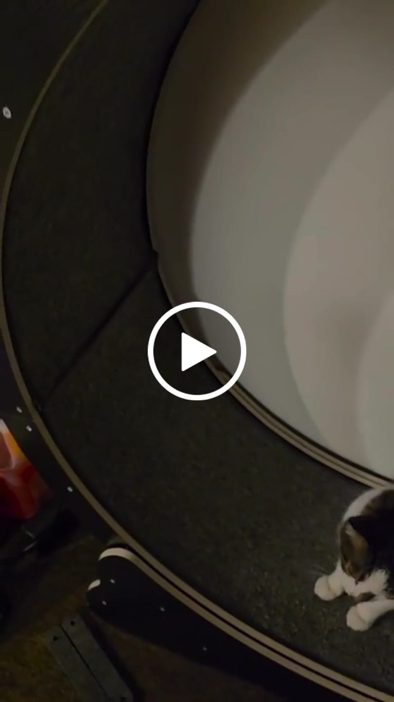 Customer video review of Nordic Beast Cat Wheel — Built for Large, High Energy Indoor Cats