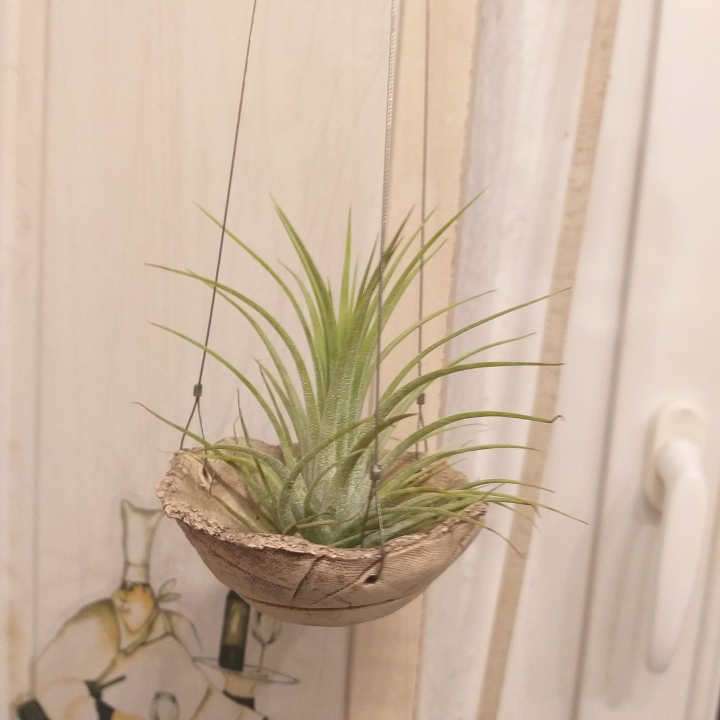 Customer photo review of Tillandsia Ionantha 'druid'