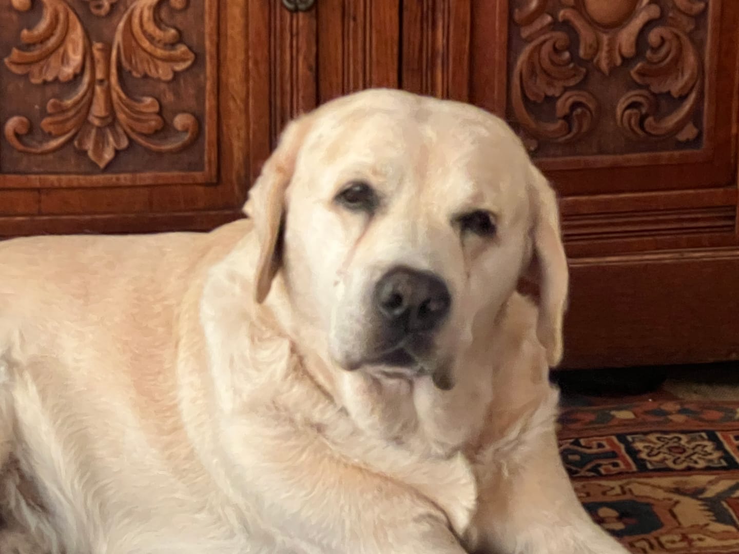 Customer photo review of FlexCare (Joint & Movement Support For Dogs)