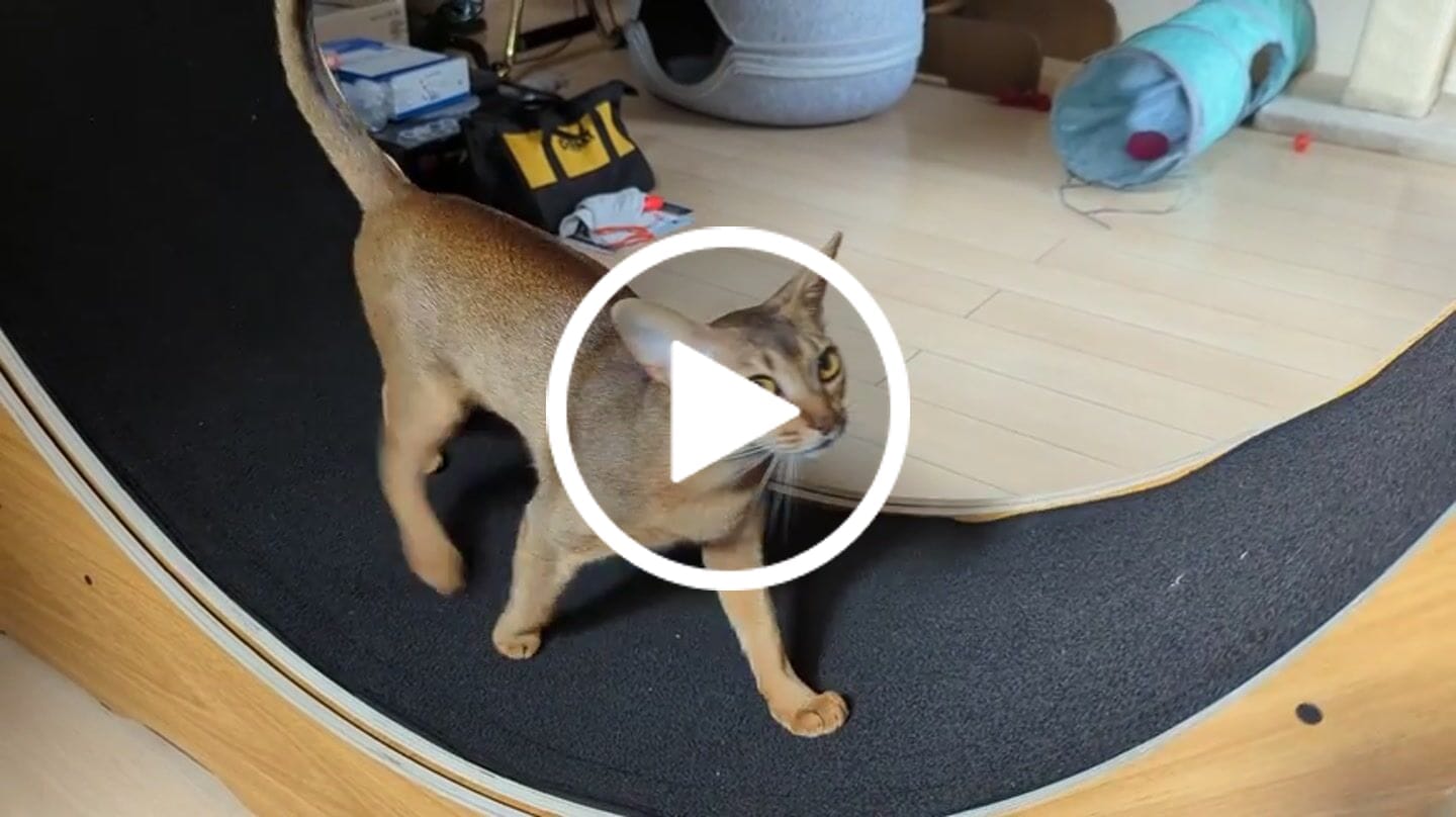 Customer video review of Nordic Beast Cat Wheel — Built for Large, High Energy Indoor Cats