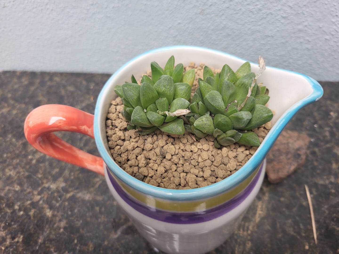 Customer photo review of Haworthia turgida var. suberecta
