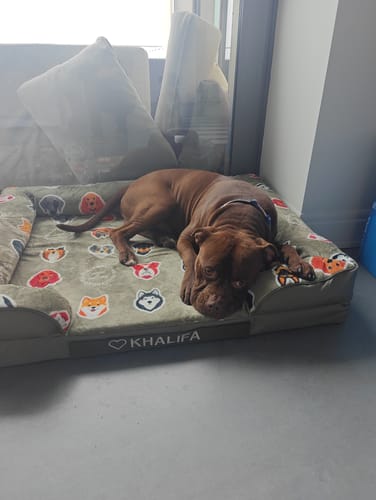 Customer photo review of Luxury Dog Bed - Sage Edition | Add your dogs name