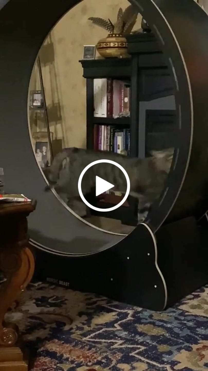 Customer video review of Nordic Beast Cat Wheel — Built for Large, High Energy Indoor Cats