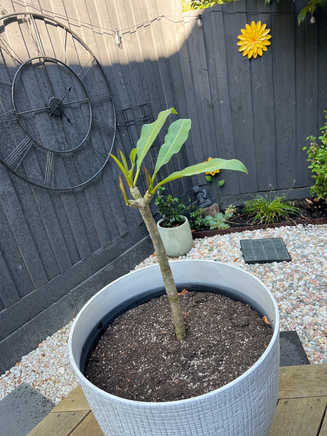 Customer photo review of Frangipani (Plumeria Rubra)
