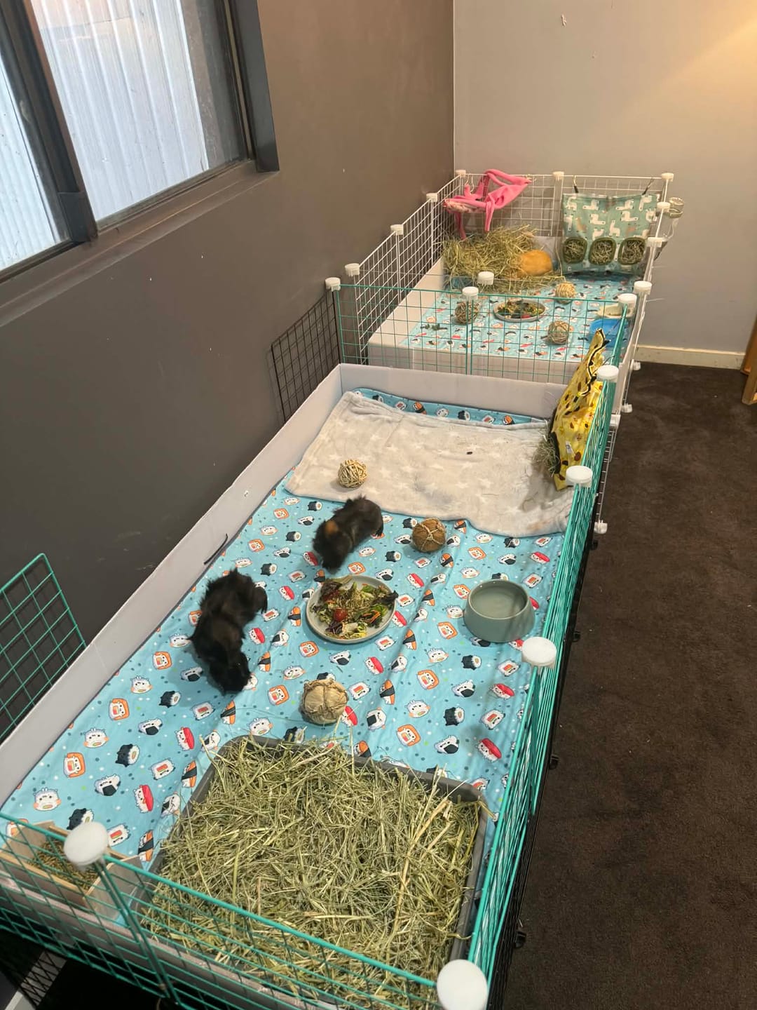 Customer photo review of Sushi Snuggles Fleece Liner for C&C Ozzy Cages