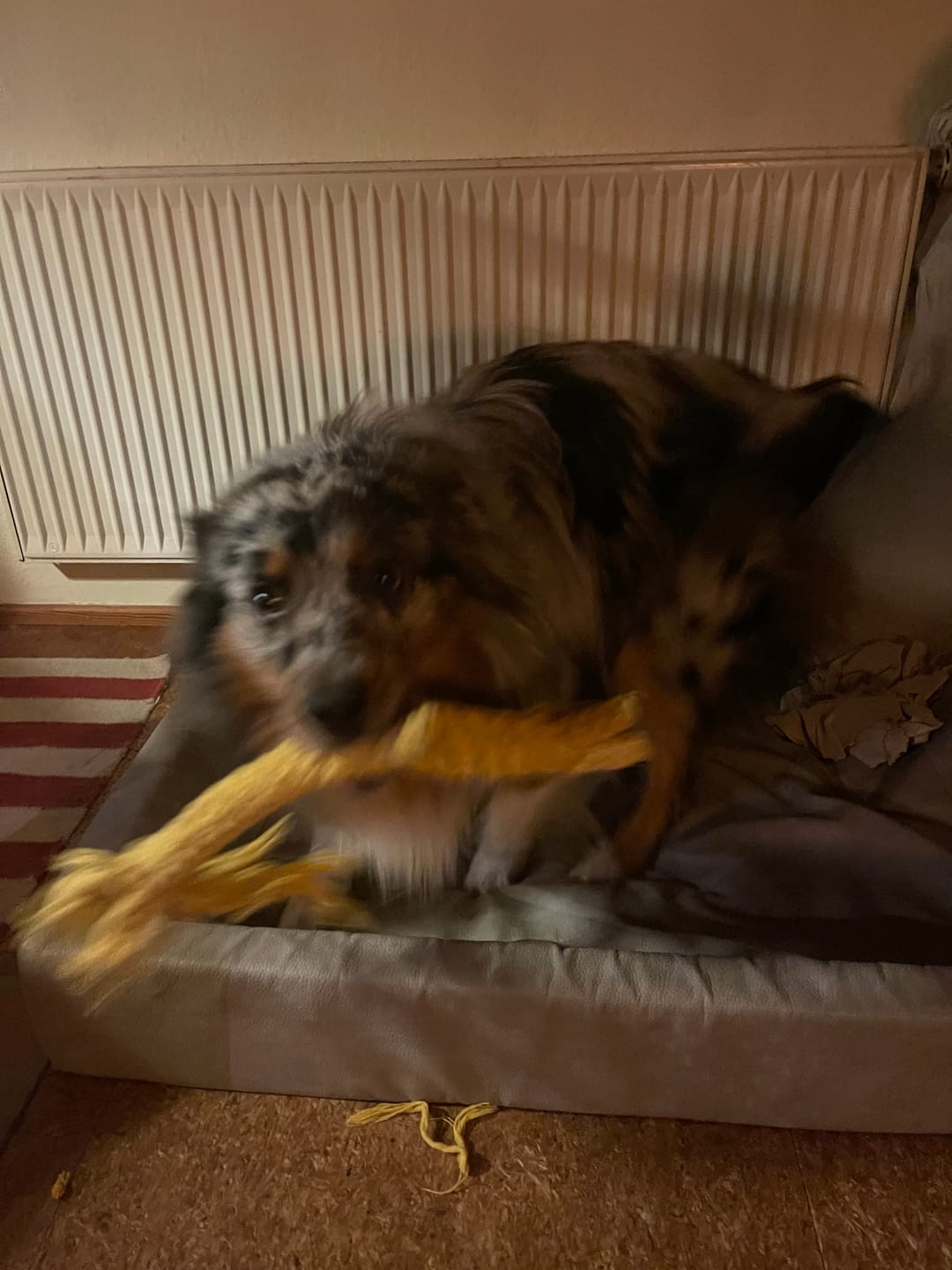 Customer photo review of Greta Giraffe – Handgemachtes Kauspielzeug aus Baumwolle für Hunde