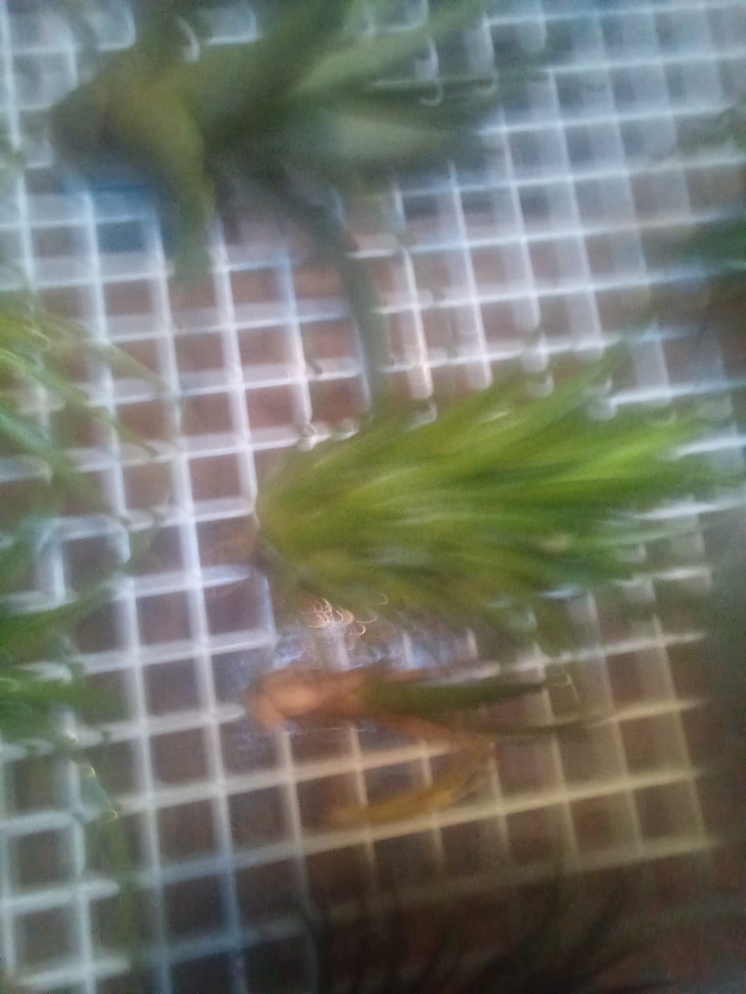 Customer photo review of Ionantha Curly Giant
