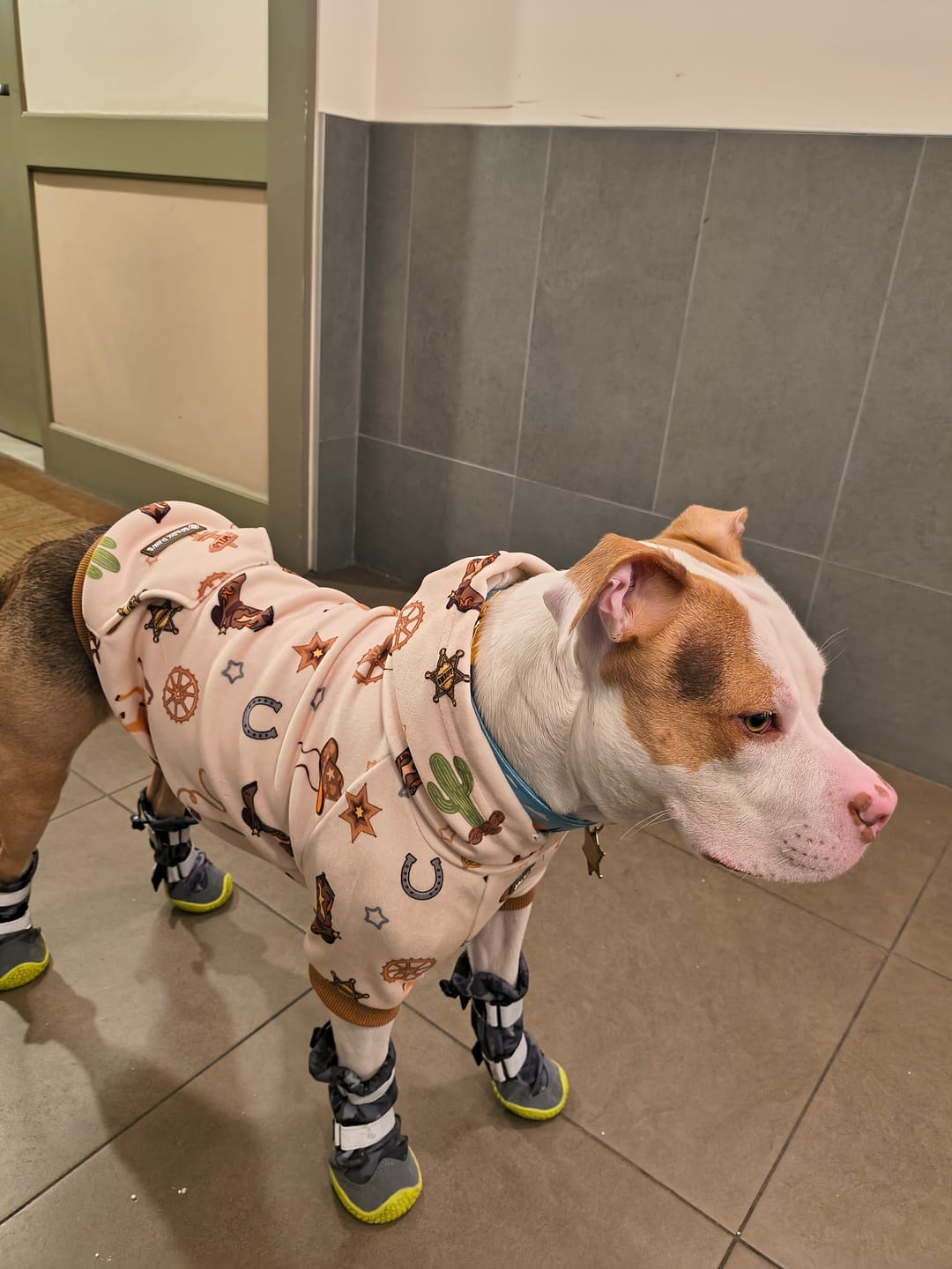 Customer photo review of Rodeo Dog Hoodie