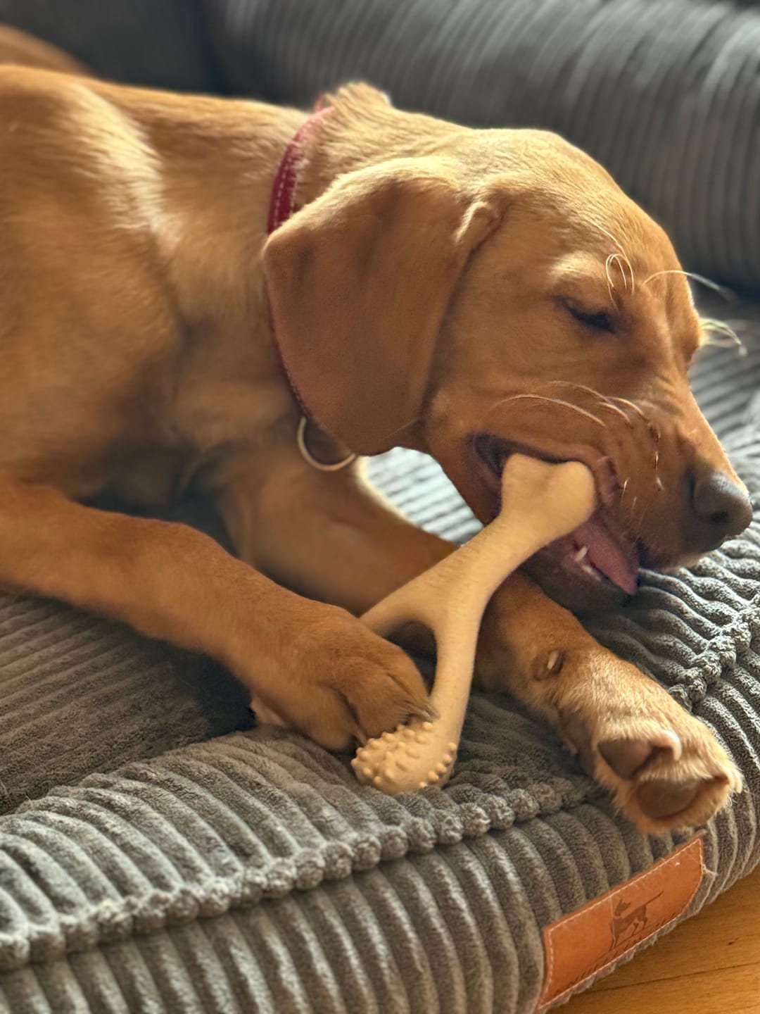 Customer photo review of BetterBone Hundeknochen – Nachhaltig, Zahnfreundlich & Langlebiges Kauspielzeug