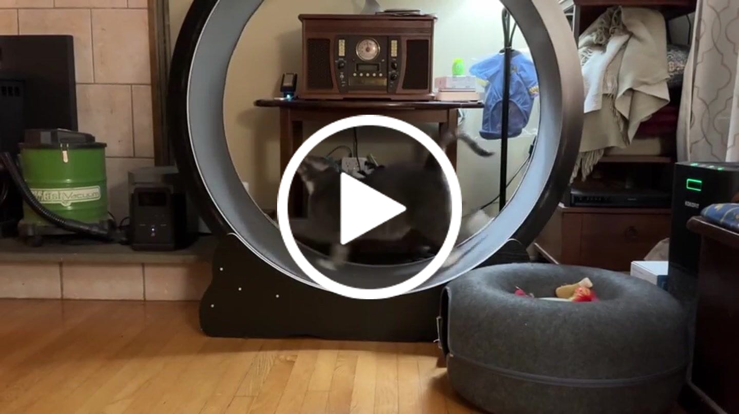 Customer video review of Nordic Beast Cat Wheel — Built for Large, High Energy Indoor Cats