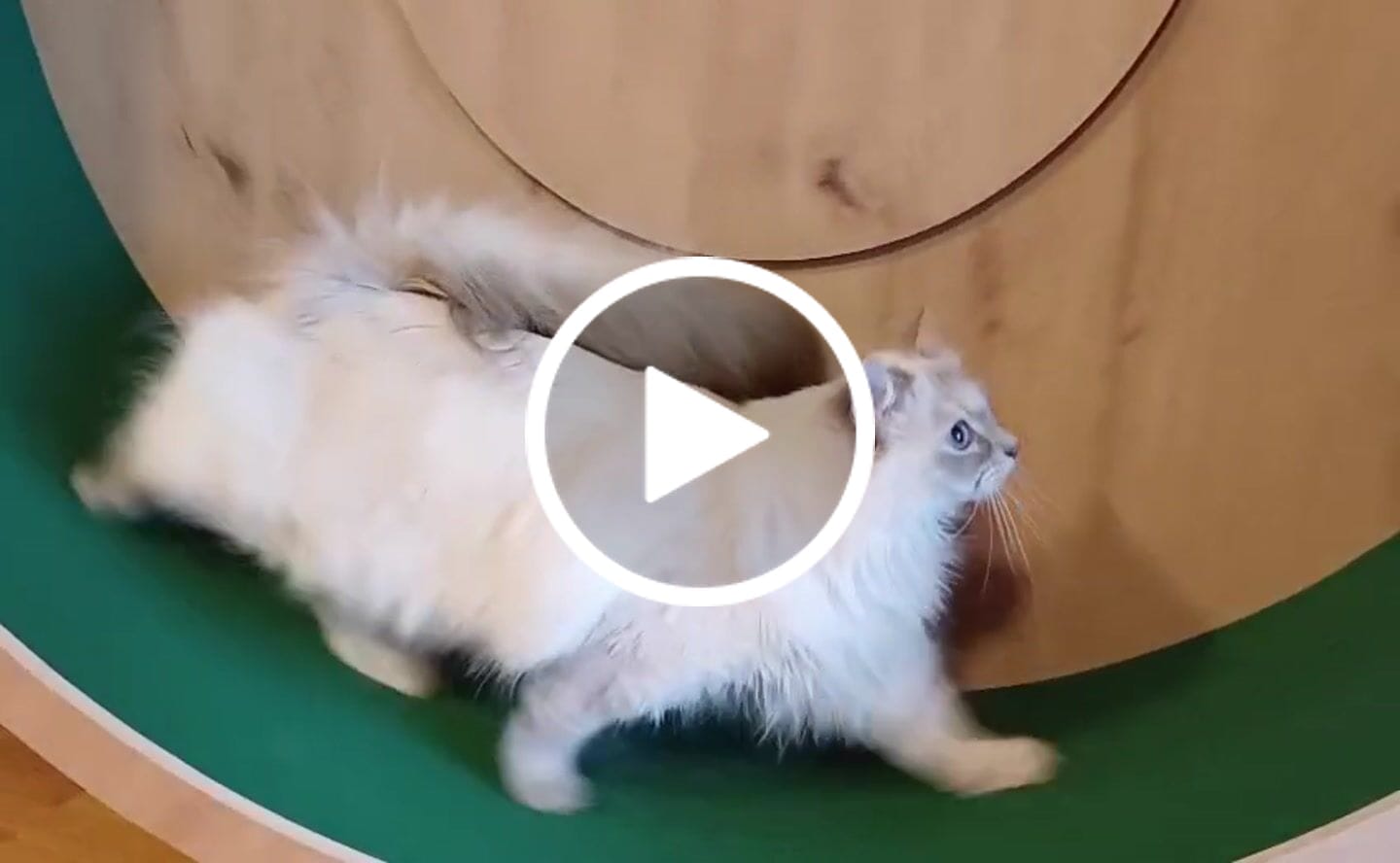 Customer video review of Elmato Katzenlaufrad Rocky Wandlaufrad