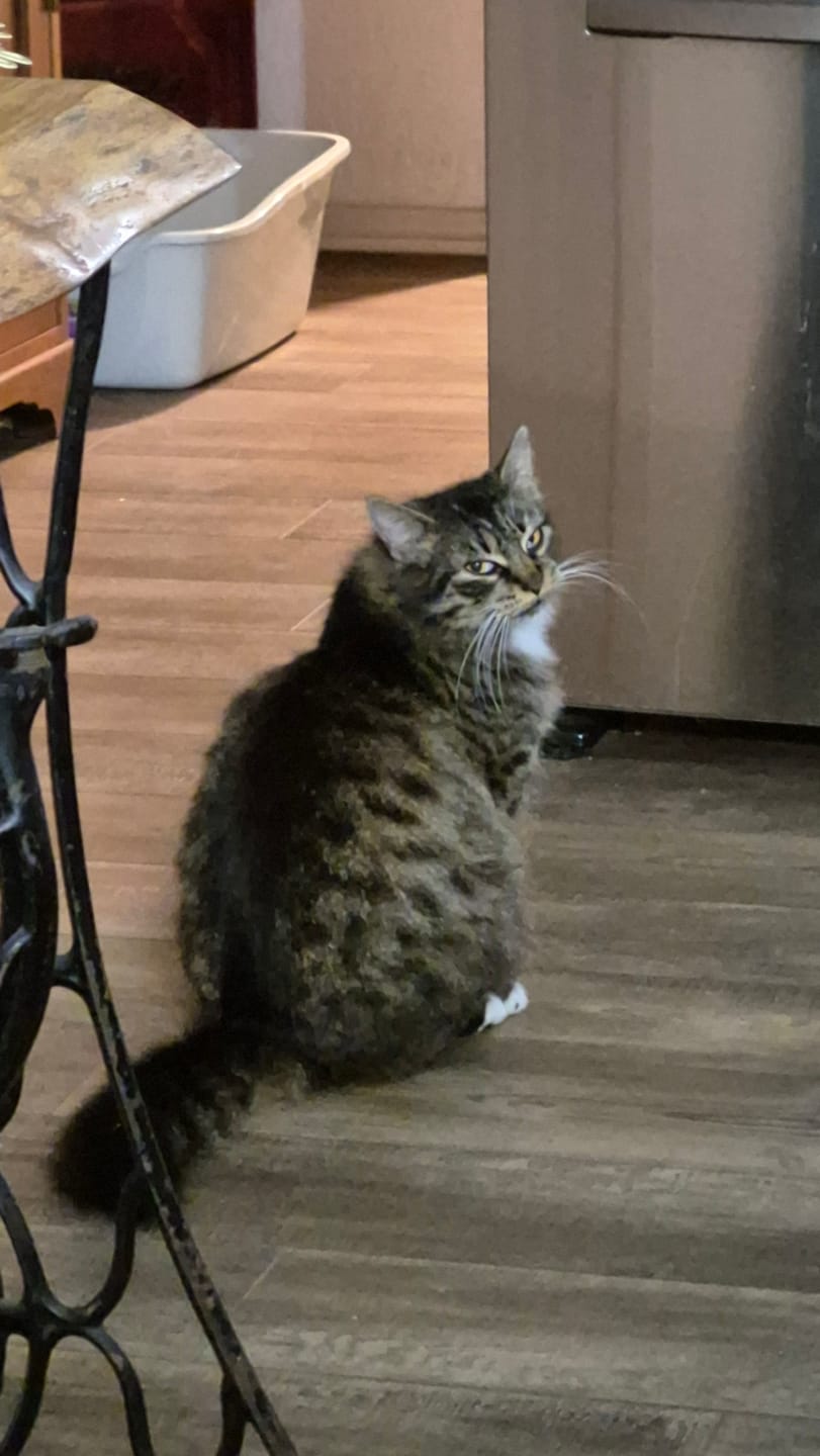 Customer photo review of Cat Allergy Relief & Immune Support Remedy