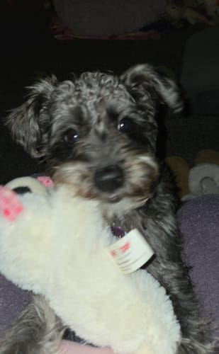 Customer photo review of Beef Tendon Chews 7-11"