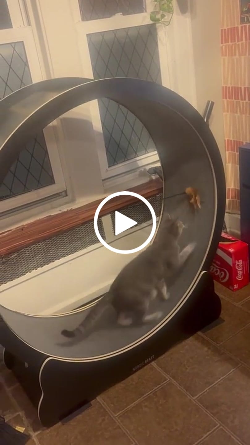 Customer video review of Nordic Beast Cat Wheel — Built for Large, High Energy Indoor Cats