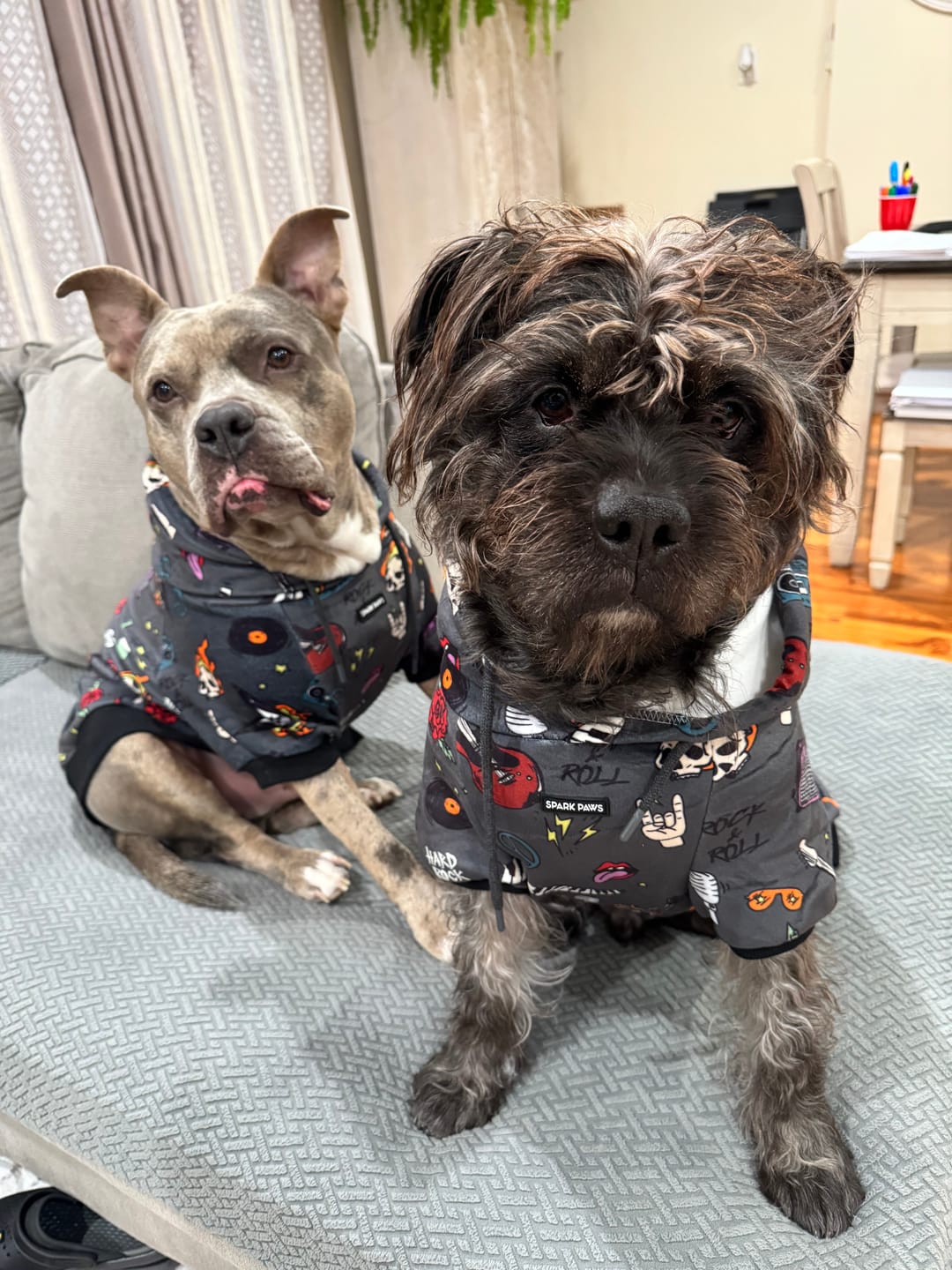 Customer photo review of Dog Hoodie Prints