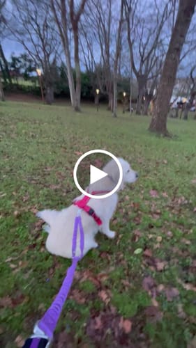 Customer video review of Shock Absorber Lead | Double Ended - Purple