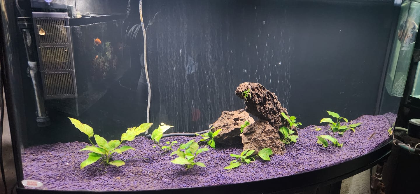 Customer photo review of Shark PRO