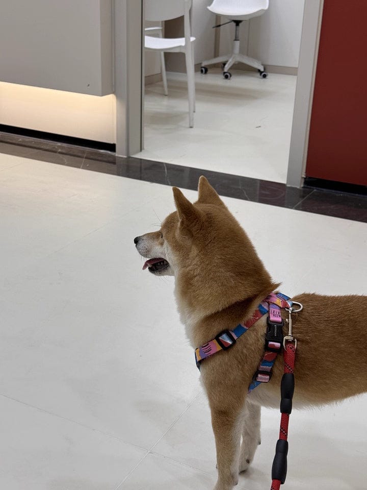 Customer photo review of Colorful PRO No Choke Dog Harness – X-Style Trachea Protection, Single or Set with a 3-in-1 Shock-Absorbing Leash