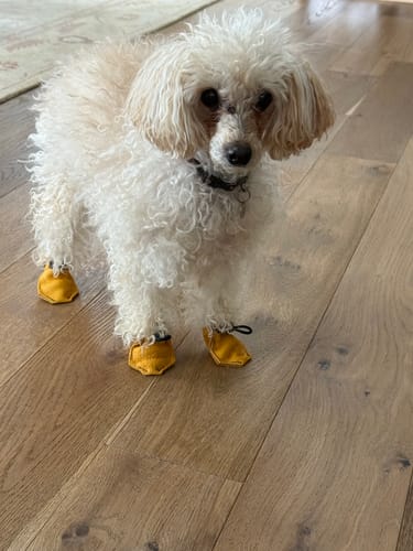 Customer photo review of The Lariat Cinch - Dog Boots