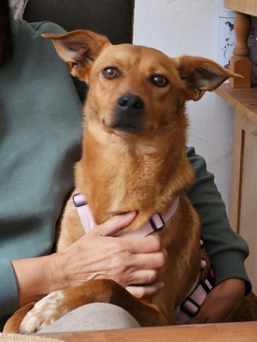 Bewertung eines Kunden: Ein brauner Hund mit rosa Geschirr sitzt entspannt auf dem Schoß einer Person.