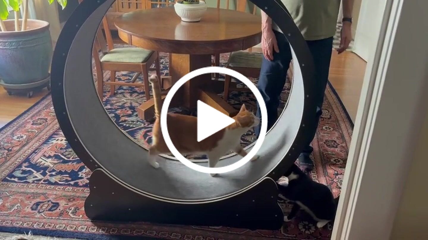 Customer video review of Nordic Beast Cat Wheel — Built for Large, High Energy Indoor Cats