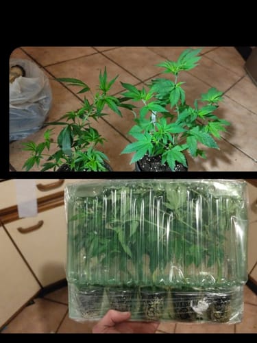 Customer photo review of Hanfstecklinge | Picasso Moon