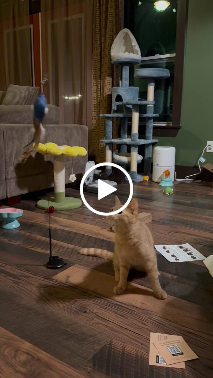 Customer video review of Interactive Bird Simulation Cat Toy Set