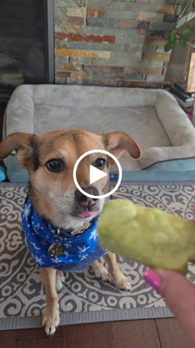 Customer video review of Long-Lasting Yak Chews — 4 Flavor Pack