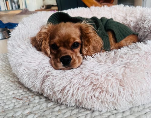 Customer photo review of CalmBed - Motverkar stress & hjälper mot ångest