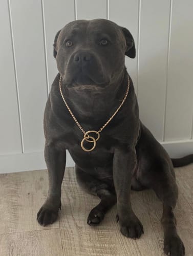 Customer photo review of Leather Dog Leash  - Hand Made Black & Brass