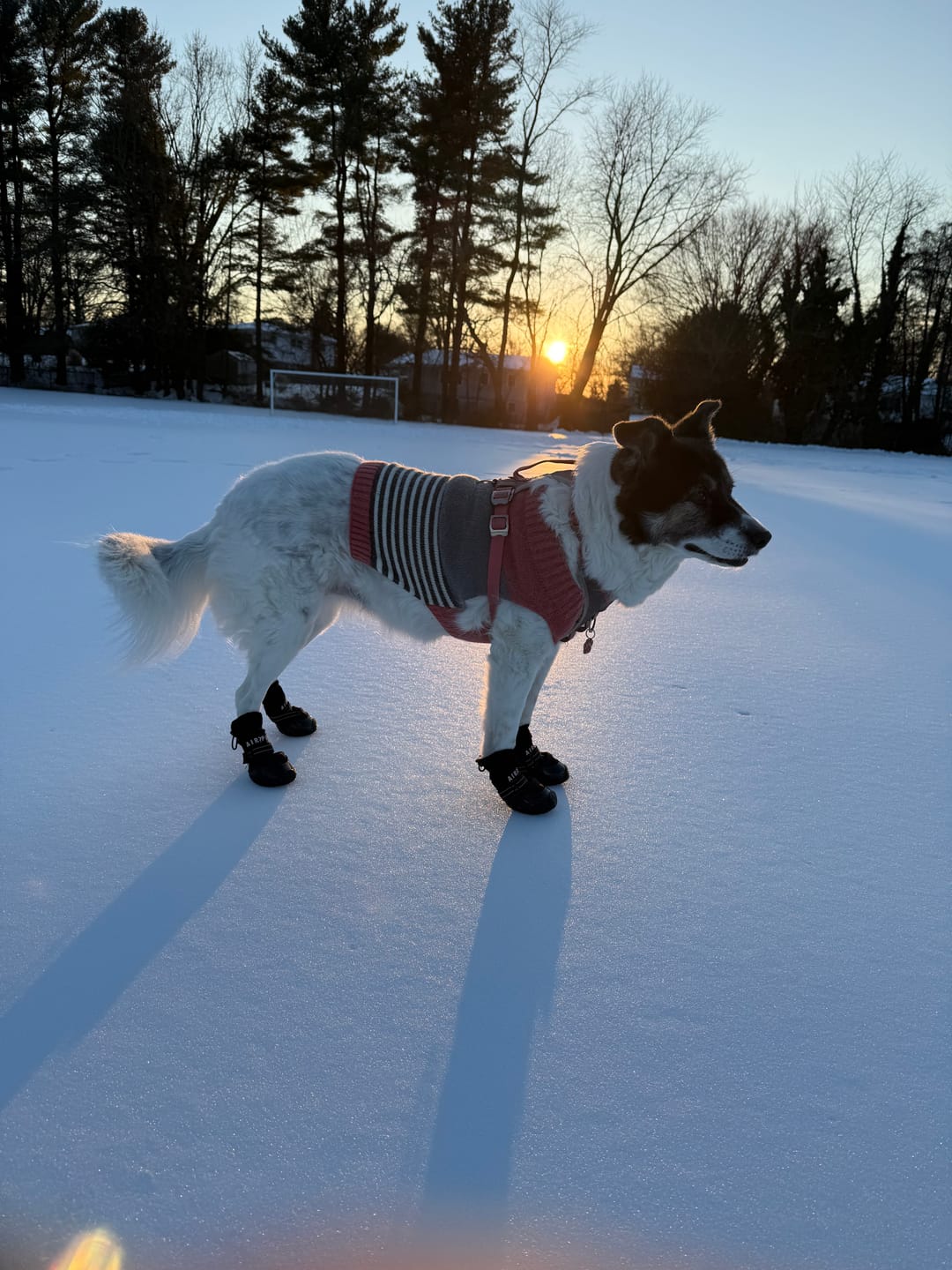 Customer photo review of AIR PUP DOG BOOTS - SET OF 4