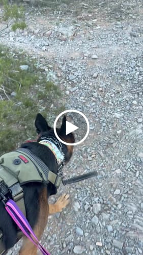 Customer video review of Desert Dreams Martingale Collar