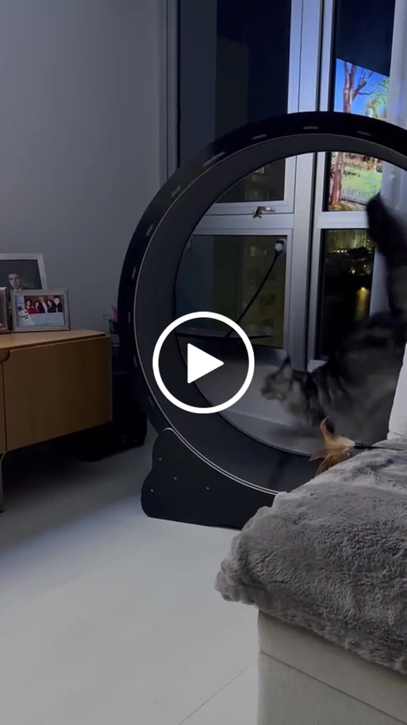 Customer video review of Nordic Beast Cat Wheel — Built for Large, High Energy Indoor Cats