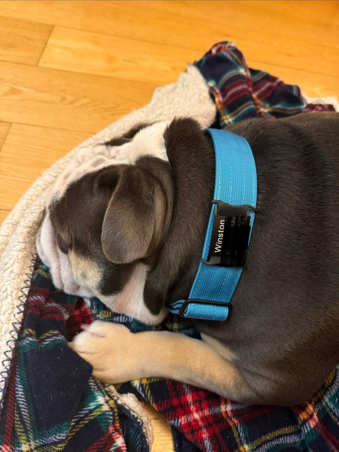 Customer photo review of Dog ID Attachment Tag (6 Colour Choices)