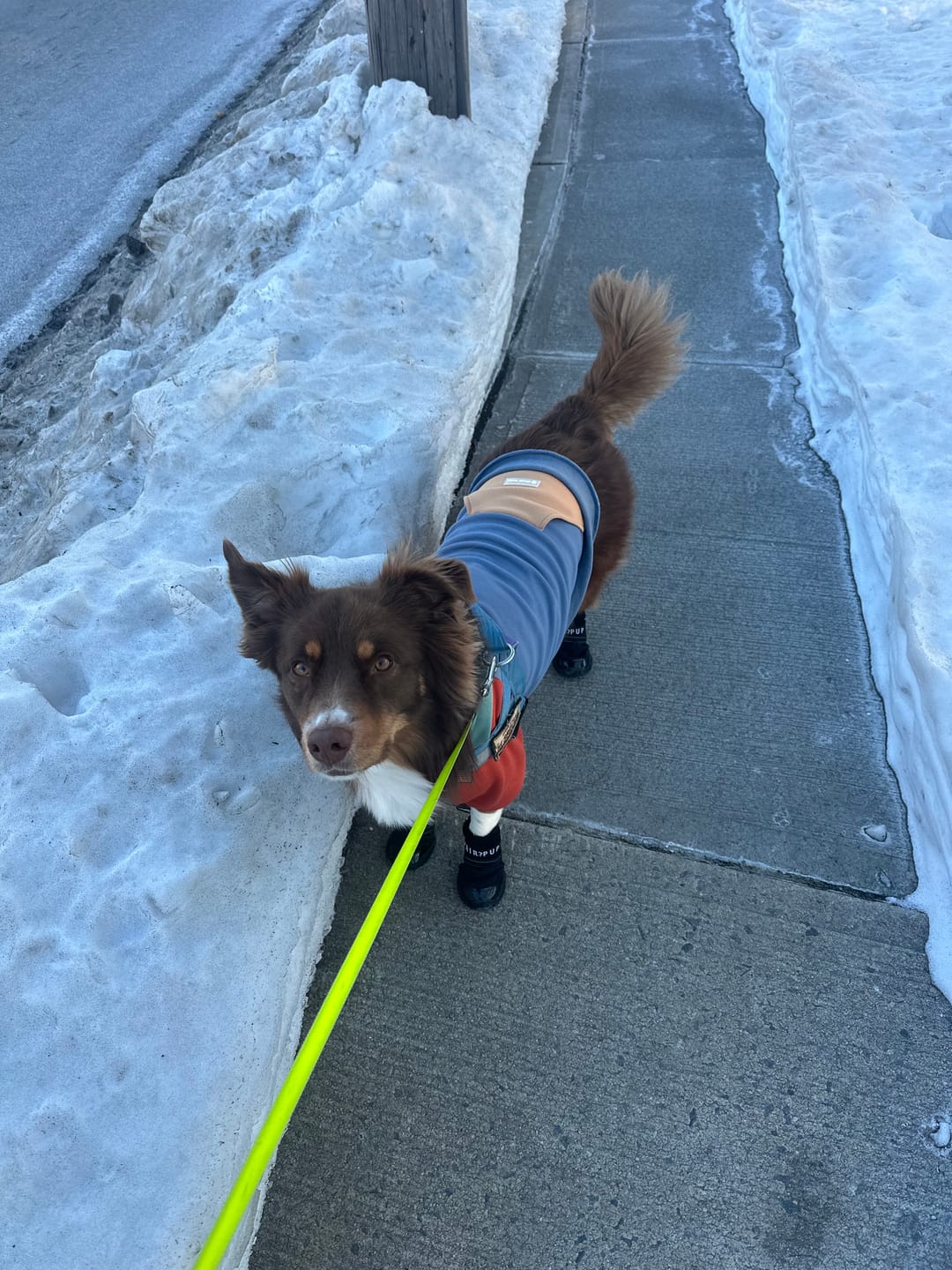 Customer photo review of AIR PUP DOG BOOTS - SET OF 4