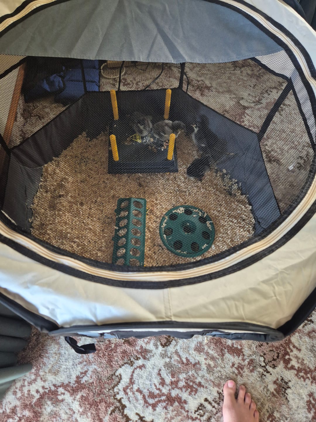 Customer photo review of Chick Brooder Combo WP25 #1