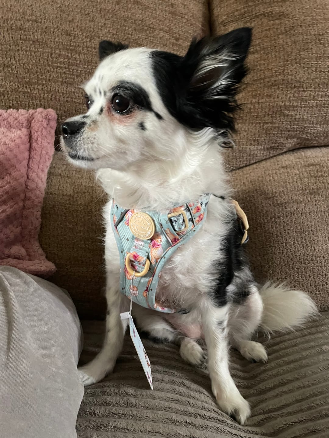 Customer photo review of Disney© Tough Trails™ Harness - Winnie The Pooh