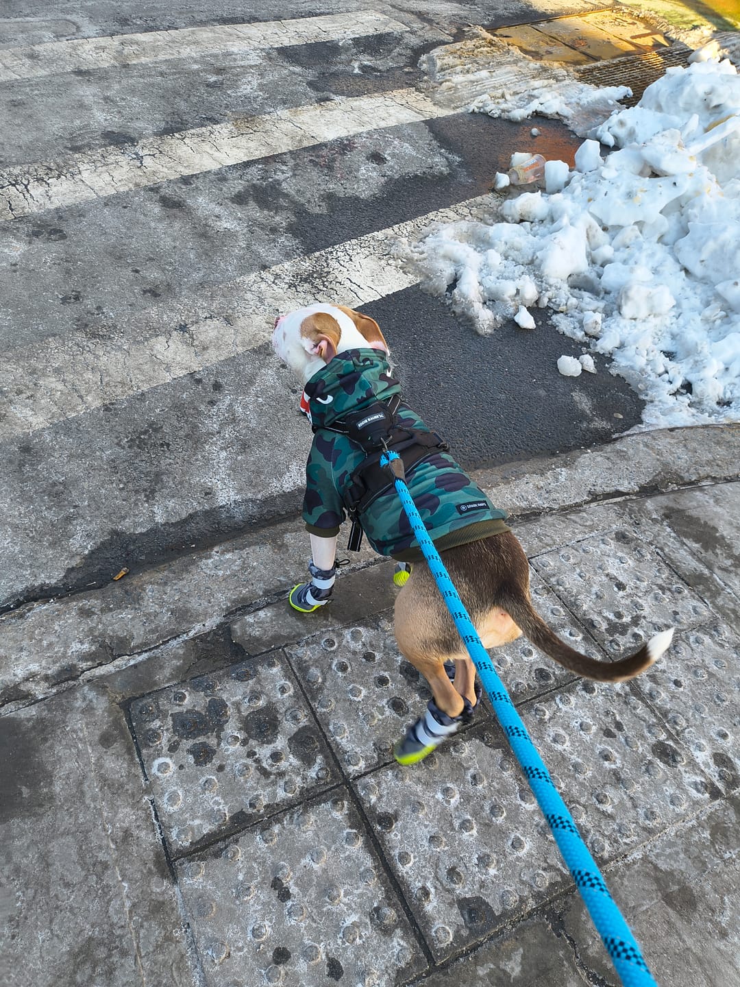 Customer photo review of Shark Monster Dog Hoodie - Green Camo