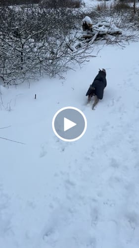 Customer video review of Trixie - Hundefrakke, Stone Grey