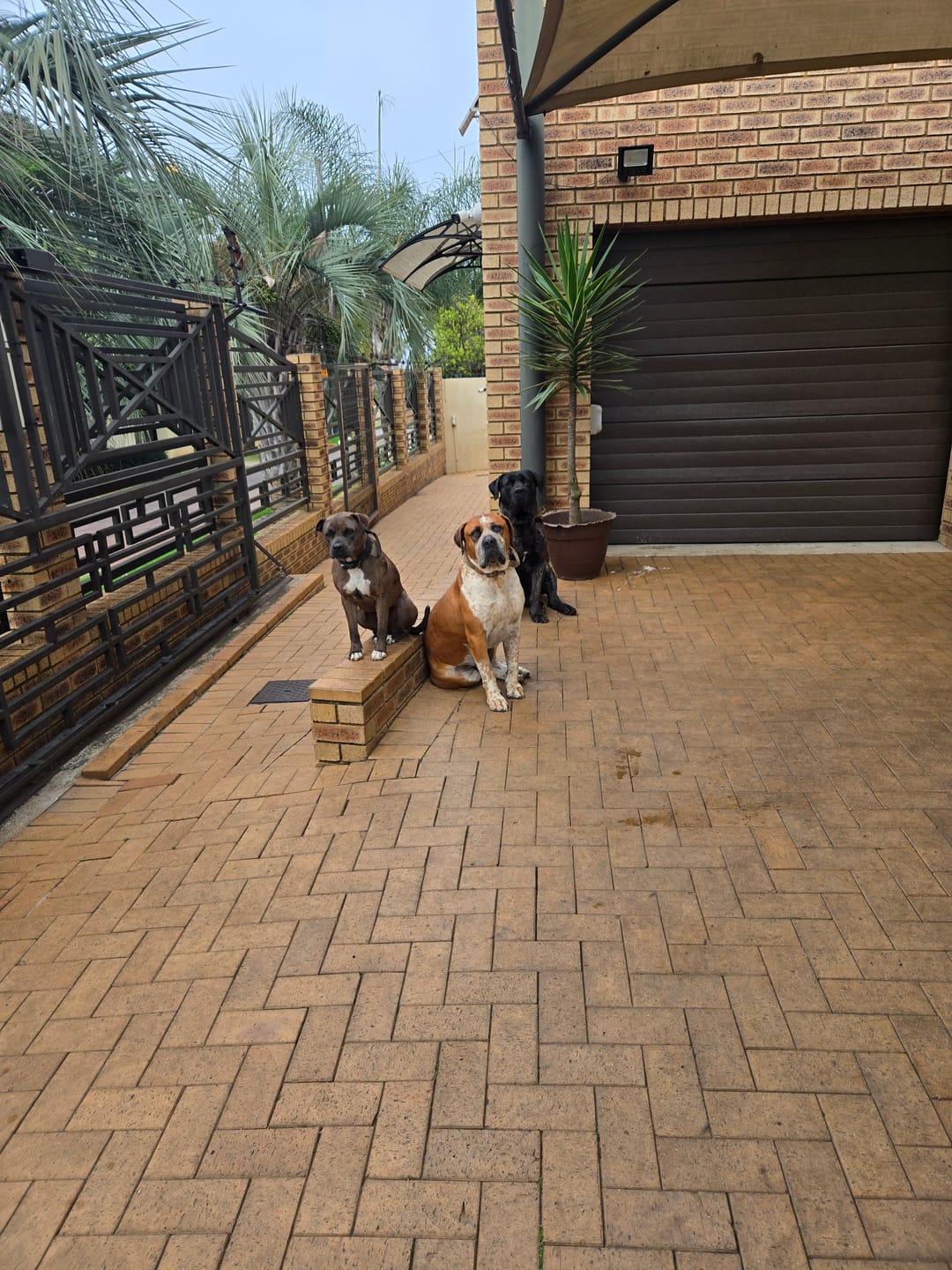 Customer photo review of FlexCare (Joint & Movement Support For Dogs)