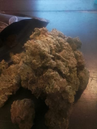 Customer's large pile of dense Wedding Cake buds spread out on a dark surface.