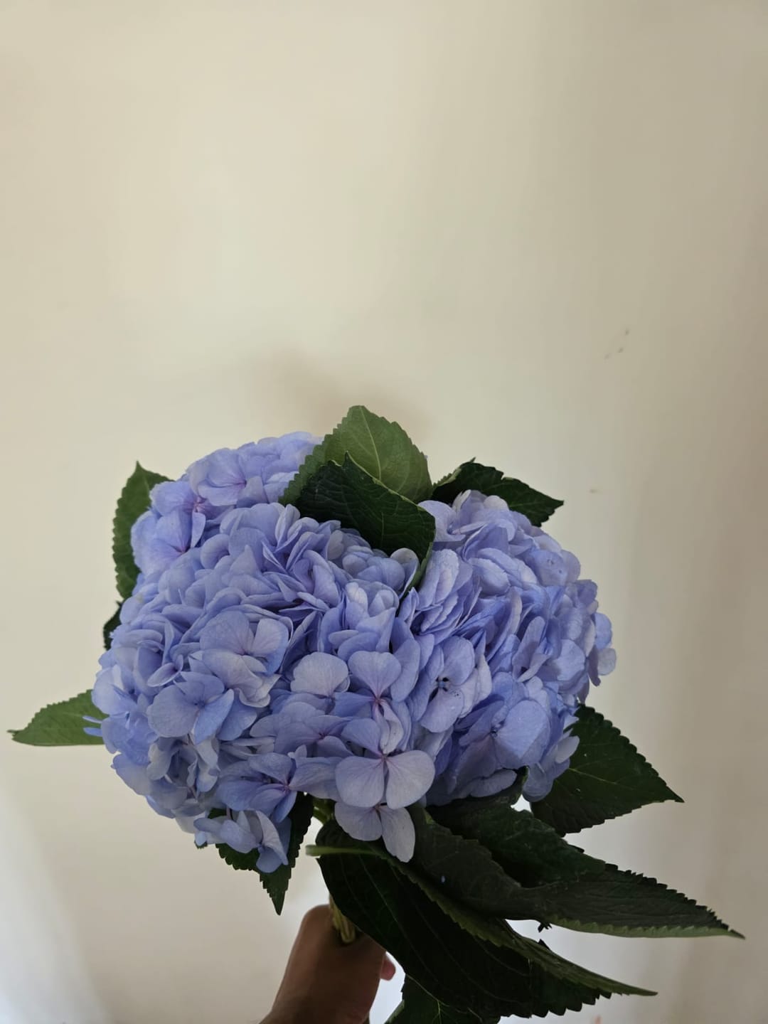Customer photo review of Hydrangea