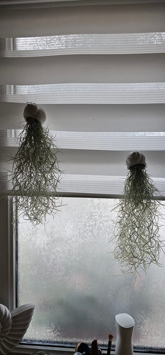 Customer photo review of 3er Set - Tillandsia usneoides - Louisianamoos -