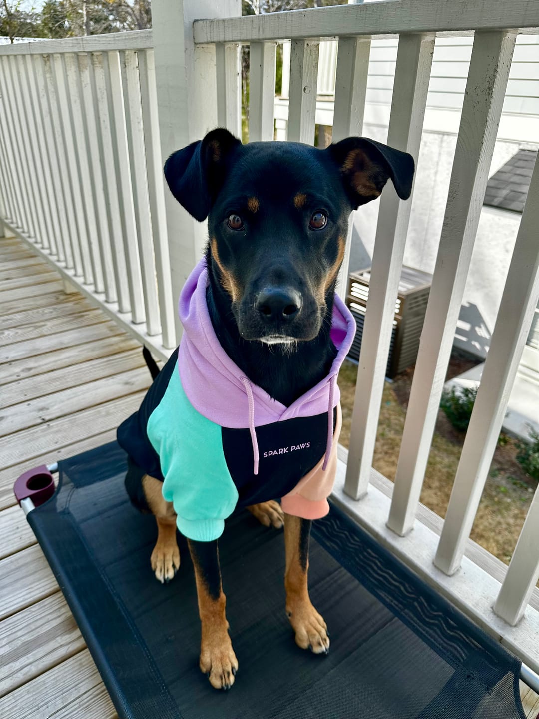 Customer photo review of Cyber Punk Dog Hoodie